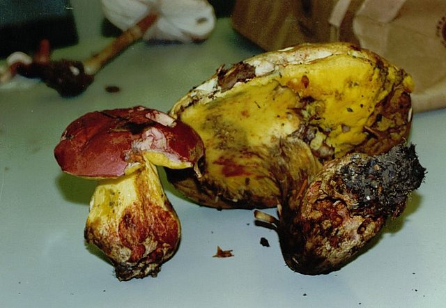 Suillus tridentinus.